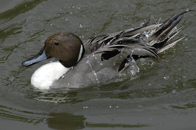 pintail, pintails, pintail duc-2.jpg - PINTAIL - GLOUCESTER - 2007
